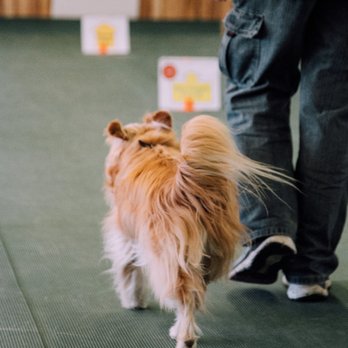 Shelby County Obedience Club - Tink at Advanced Rally - Pet Training Near Me - Memphis, Tennessee Shelby County Obedience Club - Tink at Advanced Rally - Pet Training Near Me - Memphis, Tennessee