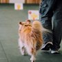 Photo of Shelby County Obedience Club