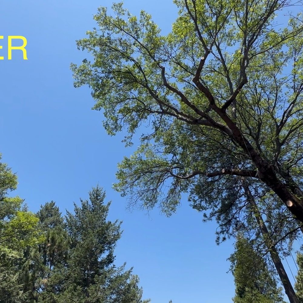 McMillan Tree Services - All cleaned up. Looks 100 % better! Thanks Scott and crew! - Tree Services Near Me - Chico, California McMillan Tree Services - All cleaned up. Looks 100 % better! Thanks Scott and crew! - Tree Services Near Me - Chico, California