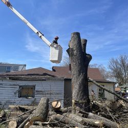 Woodpecker Tree Services