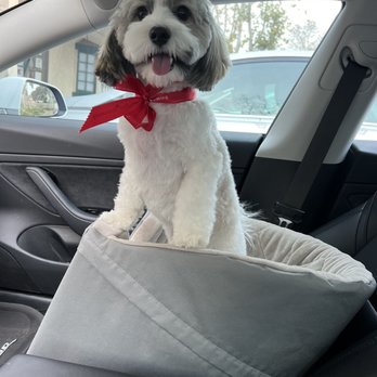 Dream Pet Grooming - Remi - Pet Groomers Near Me - Irvine, California Dream Pet Grooming - Remi - Pet Groomers Near Me - Irvine, California