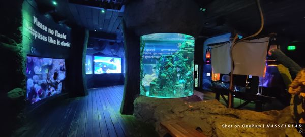 SEA LIFE Orlando Aquarium by null