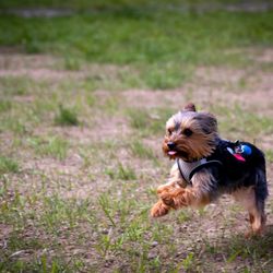 Como Lake Bark Park
