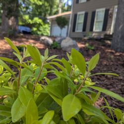 Coob's Landscaping