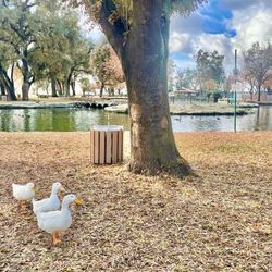 Plaza Park - Quack