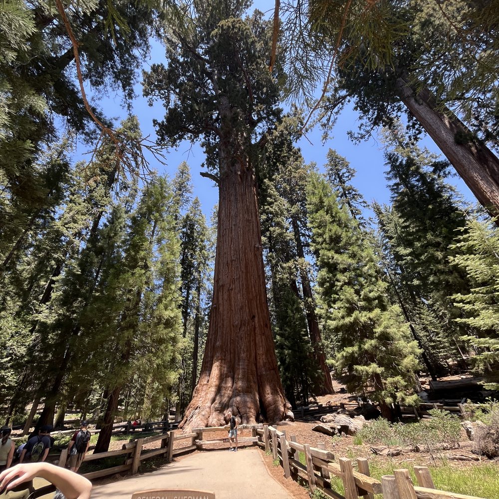 General Sherman Tree - General Sherman - Landmarks & Historical Buildings Near Me