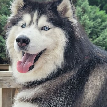 Paws Amoré Corp - Pet Training Near Me - Waverly, Iowa Paws Amoré Corp - Pet Training Near Me - Waverly, Iowa