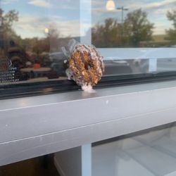 sweetFrog Premium Frozen Yogurt