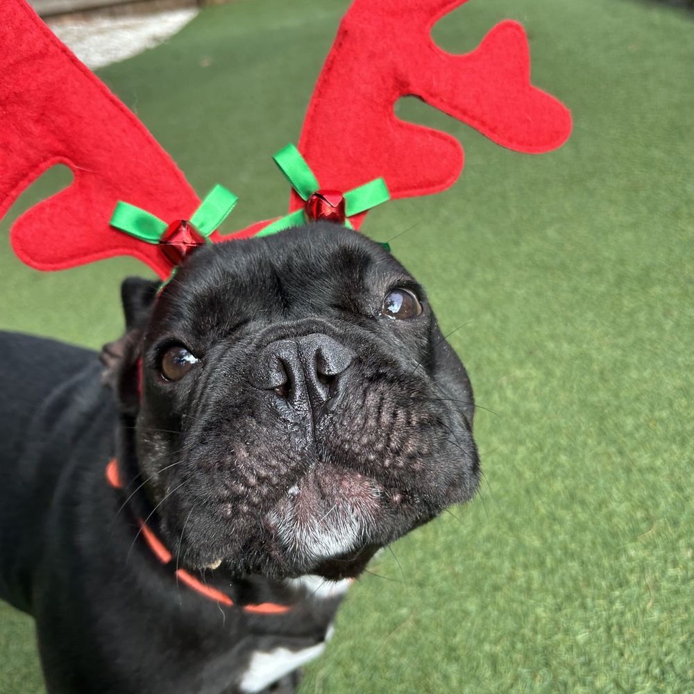 THE BEST 10 PET STORES near NORTH NAPLES, NORTH NAPLES, FL - Updated 2026 -  Hours - Yelp, image size:1000x1000