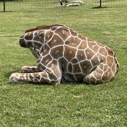 Giraffe. You can feed this animal for a small cost.