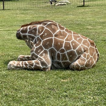 Hemker Park & Zoo - Giraffe. You can feed this animal for a small cost. - Zoos Near Me - Freeport, Minnesota