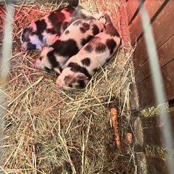 Washougal River Christmas Trees - Piggies!