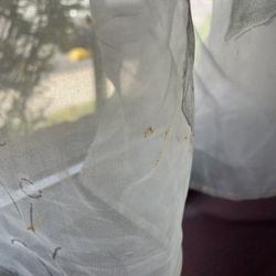 Canton Palace - Gross dried food ALL over the curtains right by our table. So dirty, no way it just happened. Definitely cumulative.