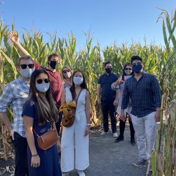 Petaluma Pumpkin Patch And Amazing Corn Maze - Corn maze! - Pumpkin Patches Near Me - Petaluma, California Petaluma Pumpkin Patch And Amazing Corn Maze - Corn maze! - Pumpkin Patches Near Me - Petaluma, California