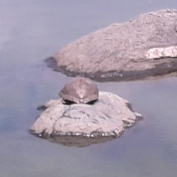 Official Central Park Tours - Part of Central Park May 17th 2015 East 59th Street beautiful turtle - Tours Near Me - New York, New York Official Central Park Tours - Part of Central Park May 17th 2015 East 59th Street beautiful turtle - Tours Near Me - New York, New York