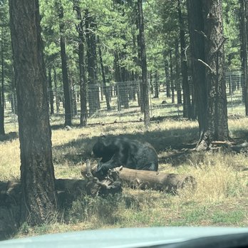 Bearizona - This black bear was out and about - he eventually crossed the road in front of us - Zoos Near Me - Williams, Arizona