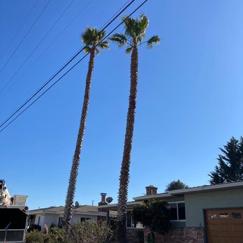 Quality and Low Cost Tree Service - After the trimming. - Tree Services Near Me Quality and Low Cost Tree Service - After the trimming. - Tree Services Near Me
