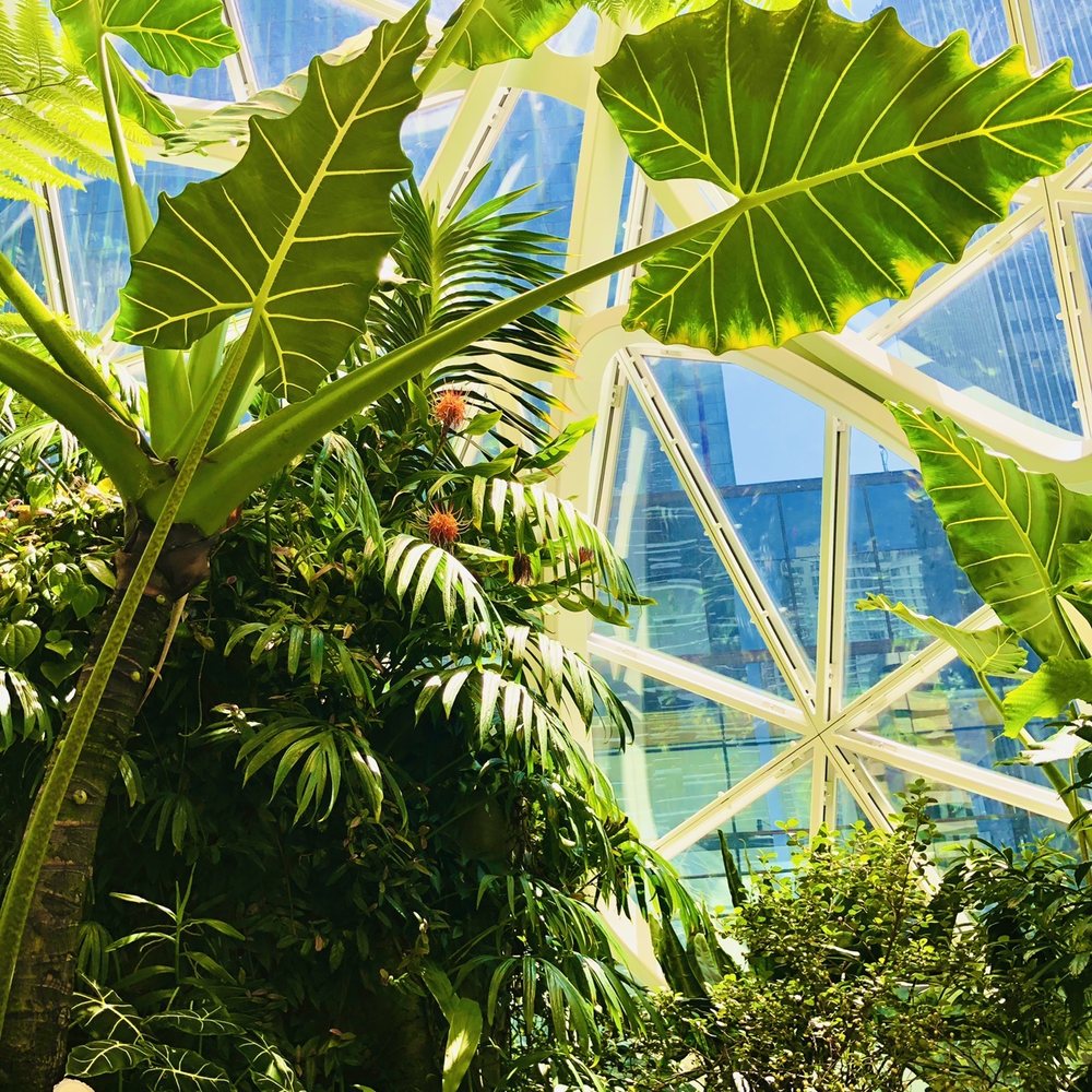 Amazon Spheres - Botanical Gardens Near Me - Seattle, Washington Amazon Spheres - Botanical Gardens Near Me - Seattle, Washington