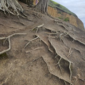 Mori Point - Beautiful seaside tree roots - Hiking Near Me - Pacifica, California