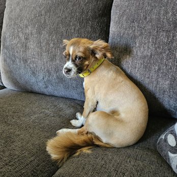 4 Paws Grooming - Pet Groomers Near Me - Lancaster, California 4 Paws Grooming - Pet Groomers Near Me - Lancaster, California