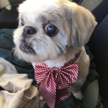 Perfect Pet Salon - Snoopy after his grooming session with Stela - Pet Groomers Near Me - Concord, California Perfect Pet Salon - Snoopy after his grooming session with Stela - Pet Groomers Near Me - Concord, California