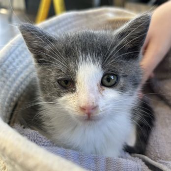Community Veterinary Clinic - Kitten in basket - Veterinarians Near Me - Turlock, California Community Veterinary Clinic - Kitten in basket - Veterinarians Near Me - Turlock, California