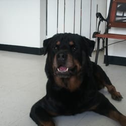 Custom K-9 Clips - 10 year old rotti who loves custom k9 clips