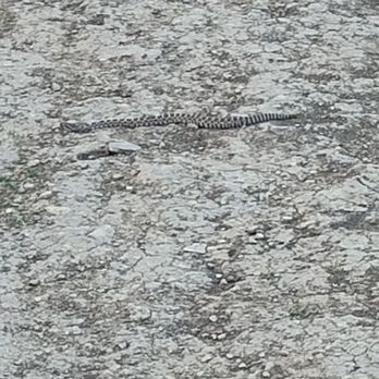 O'Melveny Park - Baby rattlesnake in the middle of the trail. - Parks Near Me - Granada Hills, California
