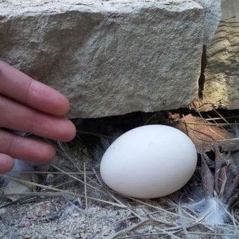 Mueller Lake Park - There's a precious egg today :( - Playgrounds Near Me - Austin, Texas Mueller Lake Park - There's a precious egg today :( - Playgrounds Near Me - Austin, Texas