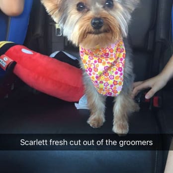 dandy dogs mobile grooming service