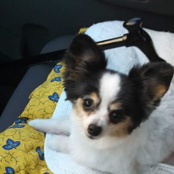 4 Paws Pet Resort - Cinderella after her trip to 4 Paws.  Isn't she beautiful.  Thank you 4 Paws. - Pet Groomers Near Me - Mesa, Arizona
