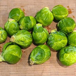 Your Santa Clara Farm Stand - Gorgeous Brussels Sprouts - Huge too!
