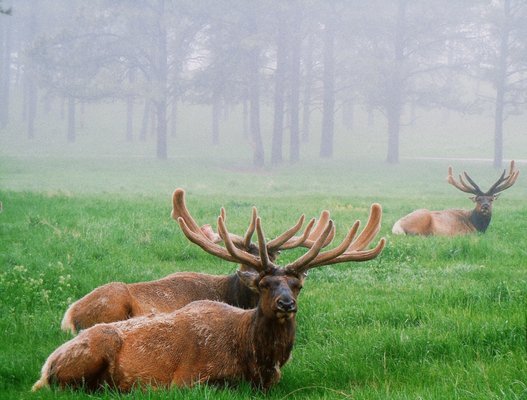 Bear Country USA by null
