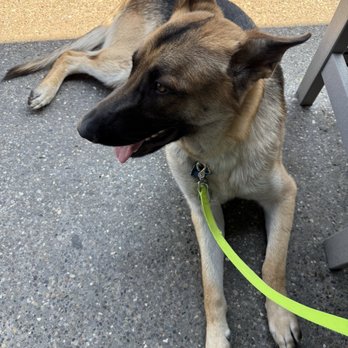 Yogi’s - doggo friendlyo - Sports Bars Near Me - Columbus, Ohio Yogi’s - doggo friendlyo - Sports Bars Near Me - Columbus, Ohio