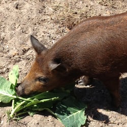 Critter Cottage - Lunch Time on the Critter Cottage Hobby Farm!