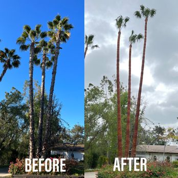 palm tree removal adelaide