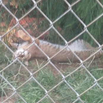 Lost Creek Safari - Bobcat - Zoos Near Me - Stillwater, Oklahoma Lost Creek Safari - Bobcat - Zoos Near Me - Stillwater, Oklahoma