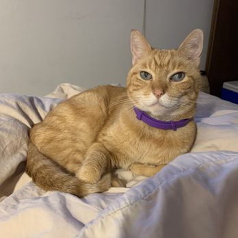 Island Pet Movers - Mochi settled and purring in his new home :) - Pet Transportation Near Me - Honolulu, Hawaii Island Pet Movers - Mochi settled and purring in his new home :) - Pet Transportation Near Me - Honolulu, Hawaii