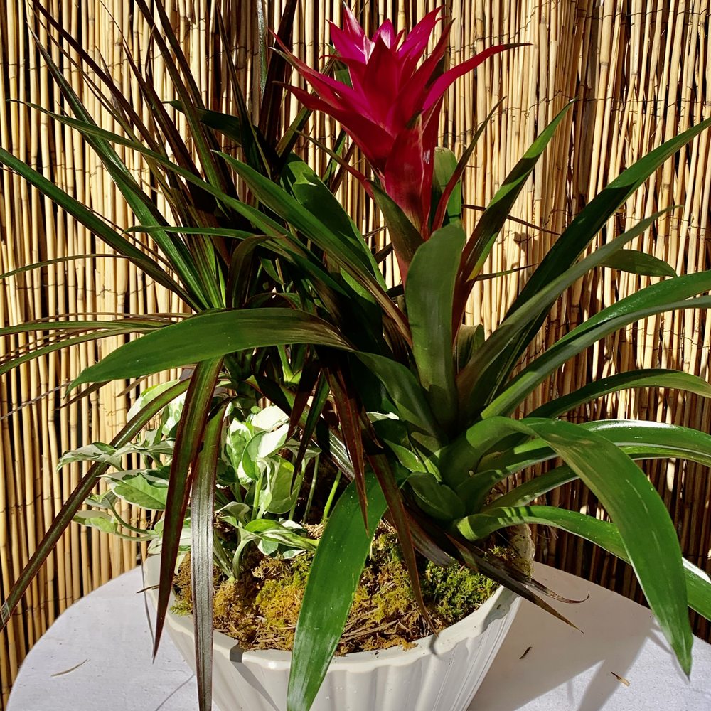 S Flowers Jonesboro Ar Best Flower Site