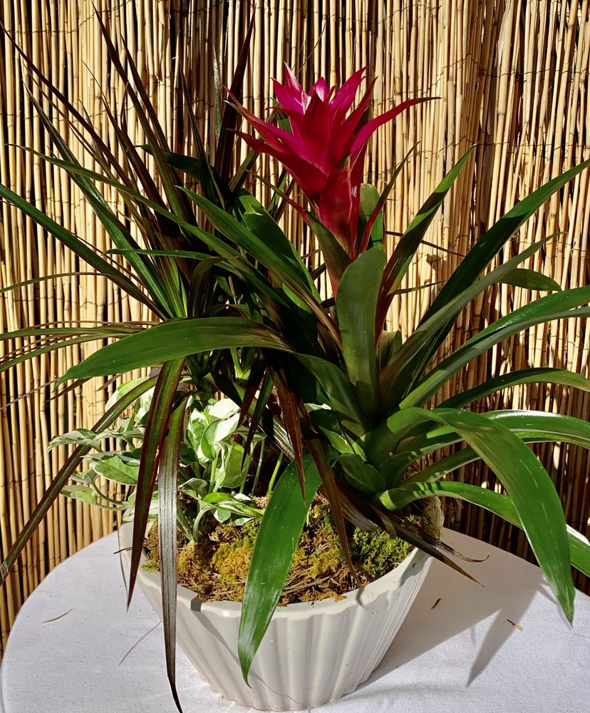 FLOWERS 215 Photos 1350 Medallion Dr, Jonesboro, Arkansas