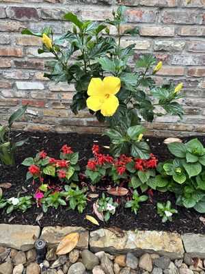 Verde Garden by null