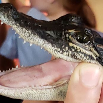 Insta-Gator Ranch & Hatchery - Tours Near Me - Covington, Louisiana Insta-Gator Ranch & Hatchery - Tours Near Me - Covington, Louisiana