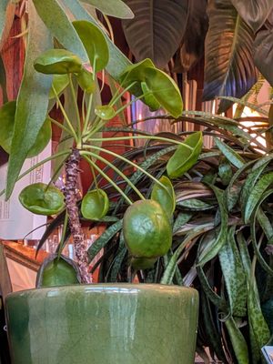 Birichino Winery Tasting Room by null