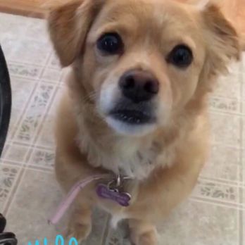 SPCA Monterey County - She was Kelly - Pet Training Near Me - Salinas, California