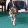 Photo of M & N Pet Services