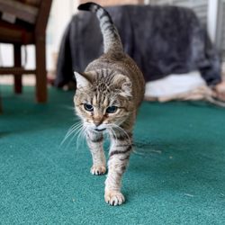 M & N Pet Services - Mama cat