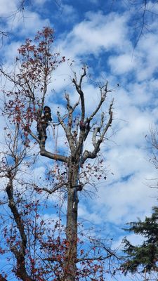 Diverse Tree Care in Action - No tree is too tough for Cardona Tree Service! From palms to towering giants, our skilled team trims and cares for all types of trees, ensuring safety and beauty for any landscape. Diverse Tree Care in Action - No tree is too tough for Cardona Tree Service! From palms to towering giants, our skilled team trims and cares for all types of trees, ensuring safety and beauty for any landscape.