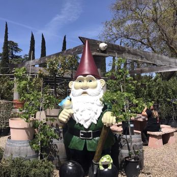 Gazebo Gardens - About a 7' Gnome for your garden - Nurseries & Gardening Near Me - Fresno, California Gazebo Gardens - About a 7' Gnome for your garden - Nurseries & Gardening Near Me - Fresno, California