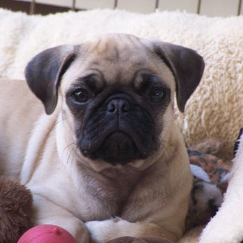 Sun City Veterinary Clinic - Our healthy and happy pug at Sun City Vet - Veterinarians Near Me - Sun City, California Sun City Veterinary Clinic - Our healthy and happy pug at Sun City Vet - Veterinarians Near Me - Sun City, California