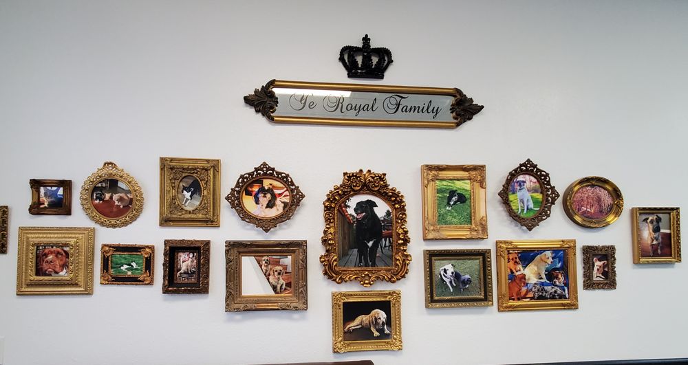 REIGNING CATS AND DOGS Updated August 2024 136 Photos 301 San